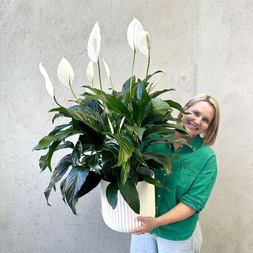 Jumbo Peace Lily