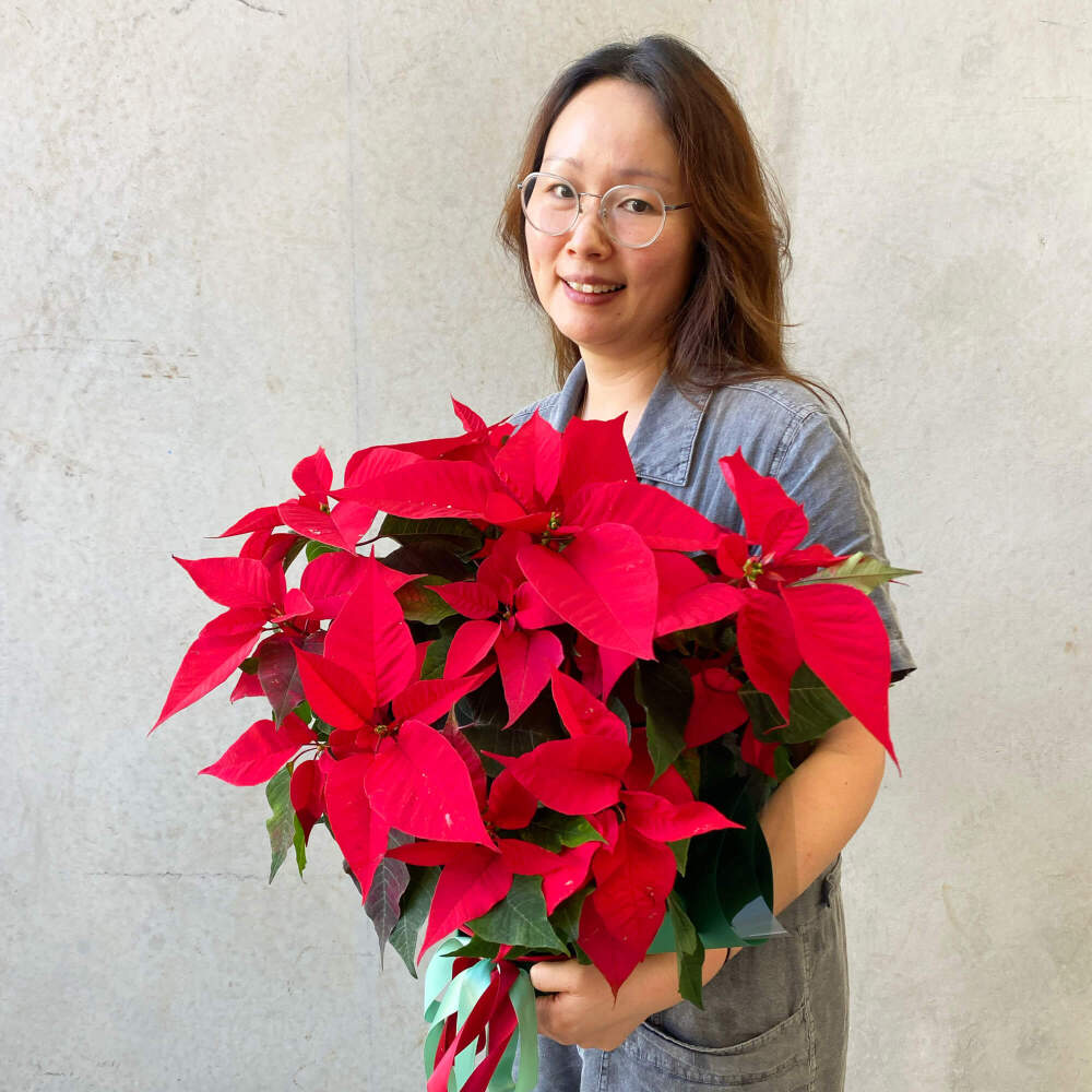 Poinsettia Plant
